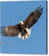 Bald Eagle On Final Approach Canvas Print