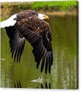 Bald Eagle Over A Pond Canvas Print