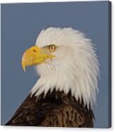 Bald Eagle Portrait Canvas Print