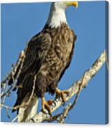 Bald Eagle Standing Tall Canvas Print