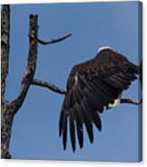 Bald Eagle Wing Stretch-signed-#7658 Canvas Print