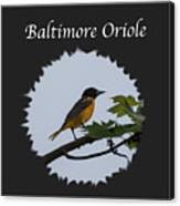 Baltimore Oriole Canvas Print