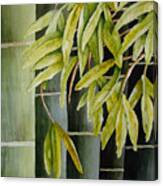 Bamboo Canvas Print