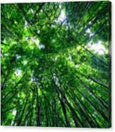 Bamboo Forest Canvas Print