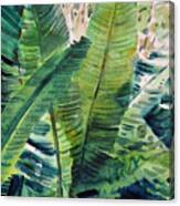 Banana Leaves Canvas Print