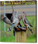 Band-tailed Pigeons #1 With Text Canvas Print
