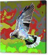Band-tailed Pigeons #3 Canvas Print