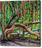 Banyan Tree Park Canvas Print