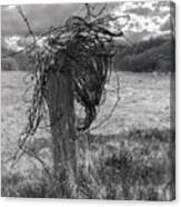 Barbed Wire Canvas Print