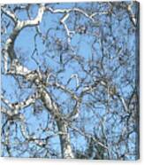 Bare Branches Canvas Print