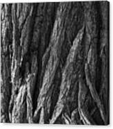 Bark On A Tree Canvas Print