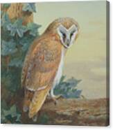 Barn Owl Canvas Print