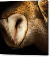 Barn Owl Canvas Print