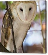 Barn Owl Canvas Print