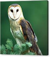 Barn Owl Tyto Alba Portrait, Hudson Canvas Print