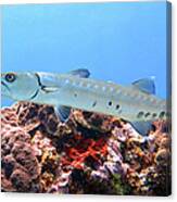 Barracuda 6 Canvas Print