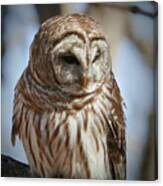 Barred Owl Beauty Canvas Print