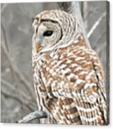 Barred Owl Close-up Canvas Print