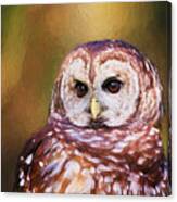 Barred Owl Portrait Canvas Print