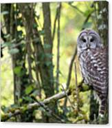 Barred Owl Strix Varia Perched In Forest Canvas Print