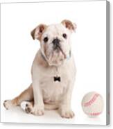 Baseball Pup Canvas Print