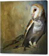 Bashful Barn Owl Canvas Print