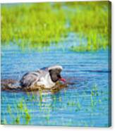 Bath Time Canvas Print