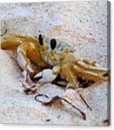 Beach Crab Canvas Print