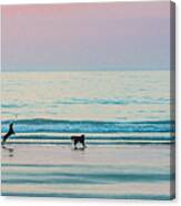 Beach Dogs Playing At Dawn Canvas Print