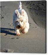 Beachcombing Westie Down The Dune Canvas Print