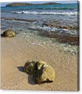 Beached Coral Canvas Print