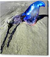 Beached Jellyfish 000 Canvas Print