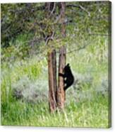 Bear Cub In Tree Canvas Print