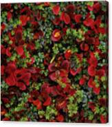 Bearberry And Moss Canvas Print