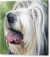 Bearded Collie Canvas Print