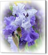 Bearded Iris Purple And White Canvas Print