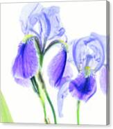 Bearded Iris Canvas Print