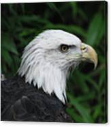 Beautiful American Bald Eagle Canvas Print