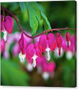 Beautiful  Bleeding Hearts Canvas Print