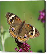 Beautiful Buckeye Butterfly Canvas Print