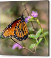 Beautiful Butterfly Canvas Print