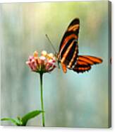 Beautiful Butterfly Canvas Print