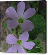 Beautiful Flowers Canvas Print