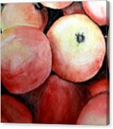 Beautiful Gala Apples Canvas Print