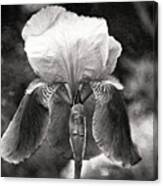 Beautiful Iris In Black And White Canvas Print