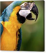 Beautiful Macaw Canvas Print