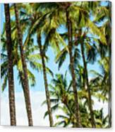 Beautiful Palms Of Maui 16 Canvas Print