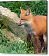 Beautiful Red Fox Cub Canvas Print