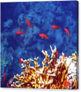 Beautiful Red Sea Anthias Canvas Print