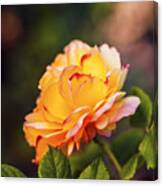 Beautiful Rose Blooming In Garden Canvas Print